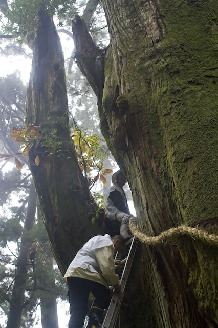 ご神木のしめ縄をつけ替え