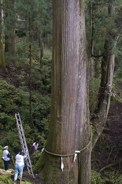 ご神木のしめ縄をつけ替え